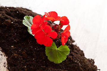 Image showing Red flower on a soil