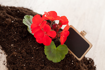 Image showing Red flower on a soil