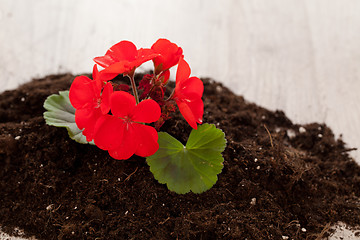 Image showing Red flower on a soil