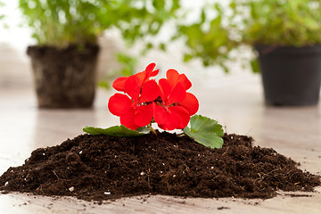 Image showing Red flower on a soil