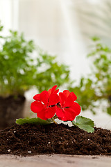 Image showing Red flower on a soil