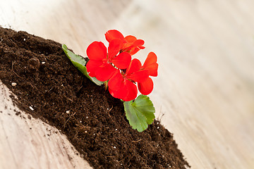 Image showing Red flower on a soil