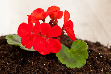 Image showing Red flower on a soil