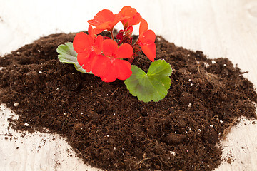 Image showing Red flower on a soil