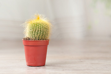 Image showing Little Cactus plant