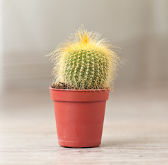 Image showing Little Cactus plant