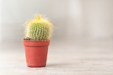 Image showing Little Cactus plant