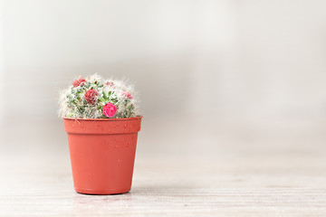 Image showing Little Cactus plant