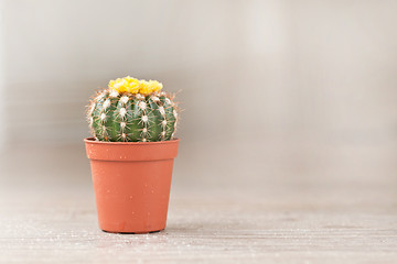 Image showing Little Cactus plant