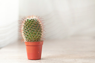 Image showing Little Cactus plant