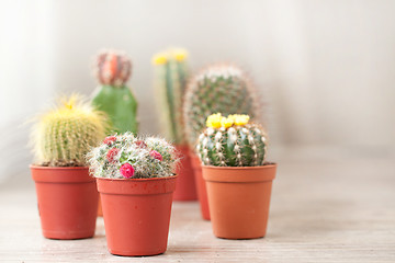 Image showing Little Cactus plant