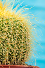 Image showing Little Cactus plant