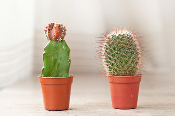 Image showing Little Cactus plant