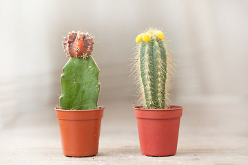 Image showing Little Cactus plant