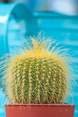 Image showing Little Cactus plant