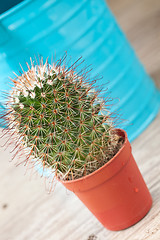 Image showing Little Cactus plant