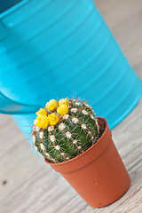 Image showing Little Cactus plant