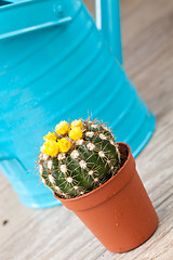 Image showing Little Cactus plant