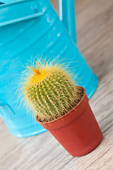 Image showing Little Cactus plant
