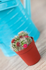 Image showing Little Cactus plant