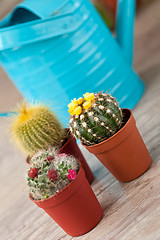 Image showing Little Cactus plant