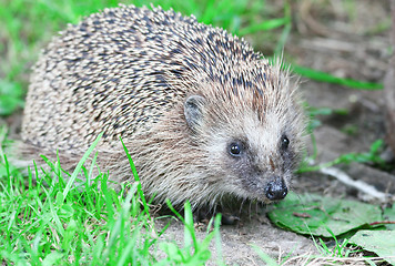 Image showing Wild hedgehog