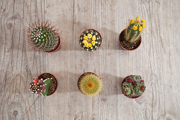 Image showing Cactus plants