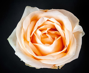 Image showing Creamy rose against