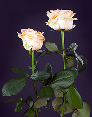 Image showing two creamy rose