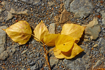 Image showing Falling poplar twig