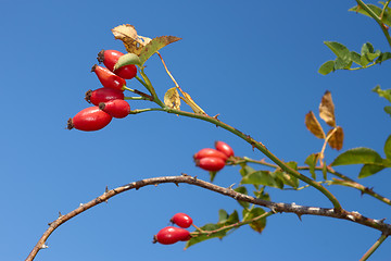 Image showing Red sweetbrier berries