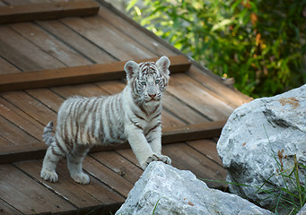 Image showing White tiger cub.