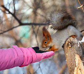 Image showing Squirrel.