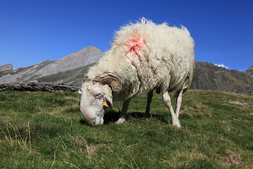 Image showing Ram in Pyrenees