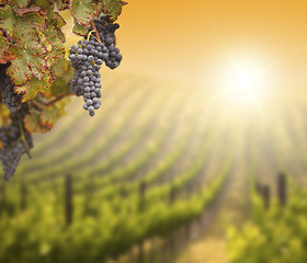 Image showing Lush Grape Vine with Blurry Vineyard Background