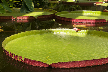 Image showing Giant Water Lilies 