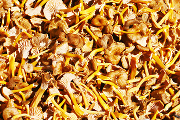 Image showing Lots of mushrooms