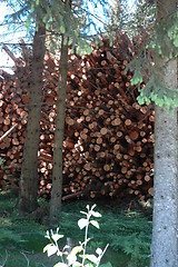 Image showing Logs