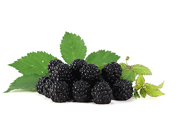 Image showing Blackberries