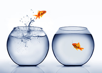 Image showing goldfish jumping out of the water