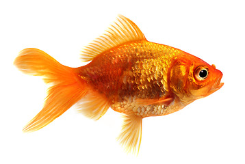 Image showing Goldfish in front of a white background