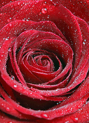 Image showing Close up Photo of a red rose