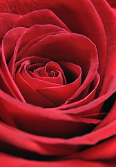 Image showing Close up Photo of a red rose