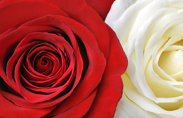 Image showing red and white roses