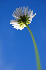 Image showing daisy under blue sky