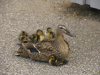 Image showing Urban family