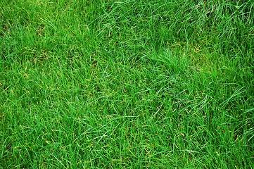 Image showing grass texture