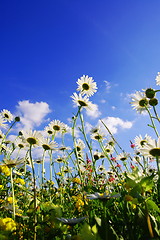 Image showing daisy flowers in summer