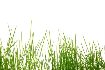 Image showing grass