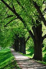 Image showing summer tree alley